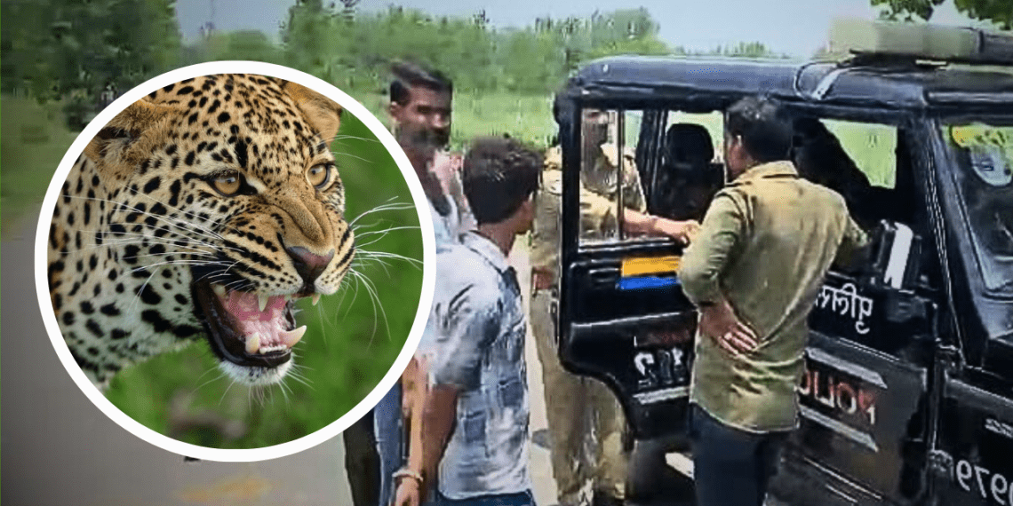 सहारनपुर में एक बार फिर तेंदुए का आतंक, पढ़े पूरी खबर…