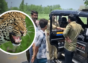 सहारनपुर में एक बार फिर तेंदुए का आतंक, पढ़े पूरी खबर…